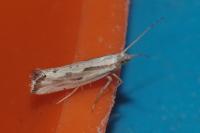 Plutella porrectella