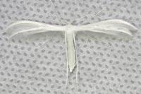 Pterophorus pentadactylus