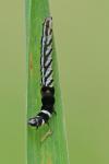 Helcystogramma rufescens