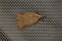 Dichomeris limosella