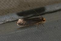 Cephimallota crassiflavella