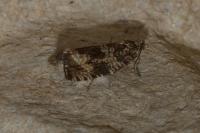 Celypha lacunana