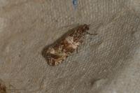 Celypha cespitana