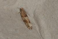 Crocidosema plebejana