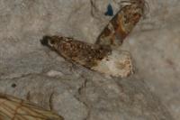 Hedya nubiferana
