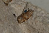 Argyrotaenia ljungiana