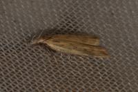 Dichomeris limosella