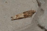 Crocidosema plebejana