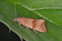 Celypha striana