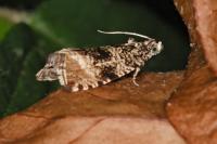 Celypha lacunana