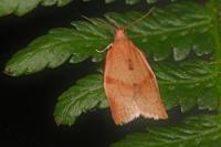 Clepsis consimilana