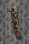 Infurcitinea