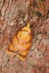 Acleris bergmanniana