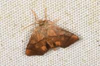 Apoda limacodes