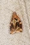 Archips xylosteana