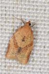 Clepsis consimilana