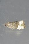 Hedya nubiferana