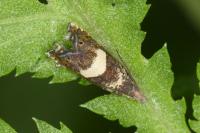Dichrorampha sequana