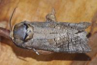 Cossus cossus