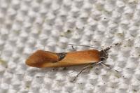 Batia lunaris