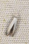 Coleophora ibipennella
