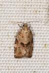 Dichelia histrionana