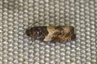 Gypsonoma dealbana
