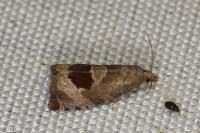 Notocelia uddmanniana
