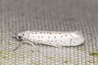 Yponomeuta evonymella