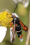 Pyropteron chrysidiforme