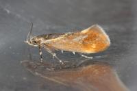 Metalampra