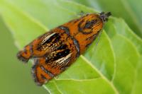 Olethreutes arcuella