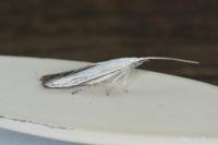 Coleophora ibipennella