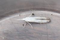 Coleophora ibipennella