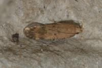 Pexicopia malvella