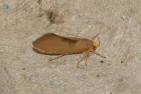 Crassa unitella