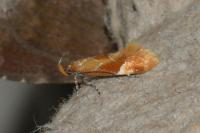 Epicallima formosella