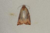 Archips podana