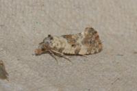 Neocochylis molliculana