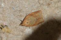 Clepsis consimilana
