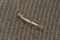 Parahyponomeuta egregiella