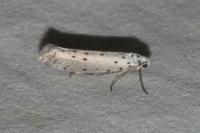 Yponomeuta