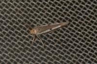 Parahyponomeuta egregiella
