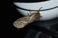 Korscheltellus lupulinus