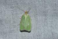 Tortrix viridana