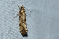 Morophaga choragella