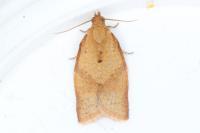 Clepsis consimilana