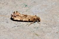 Morophaga choragella