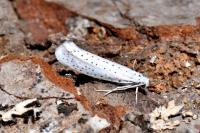 Yponomeuta evonymella