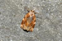 Archips xylosteana